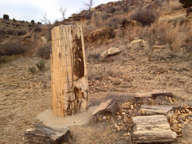 Some examples of petrified trees at Black Mesa State Park.